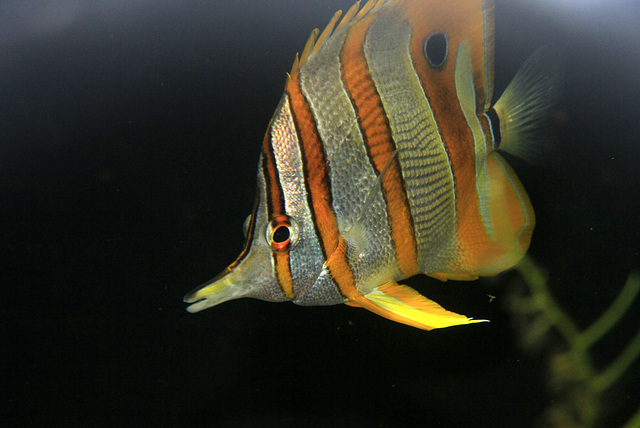 Copperband Butterfly Fish