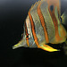 Copperband Butterfly Fish