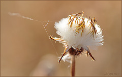 Poesia de terra sedenta,  Urospermum picroides