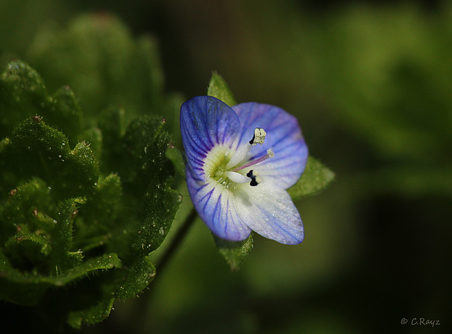 Speedwell