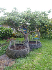 pumpkins and artichokes