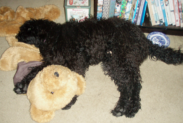 Fonzie's teddy bear rug