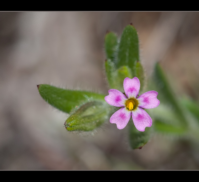 Dainty Beauty (1 pic below)