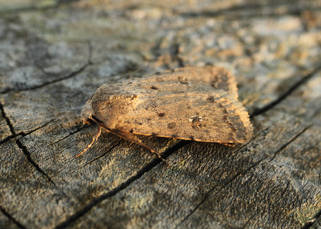 Pale Mottled Willow