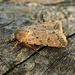 Pale Mottled Willow