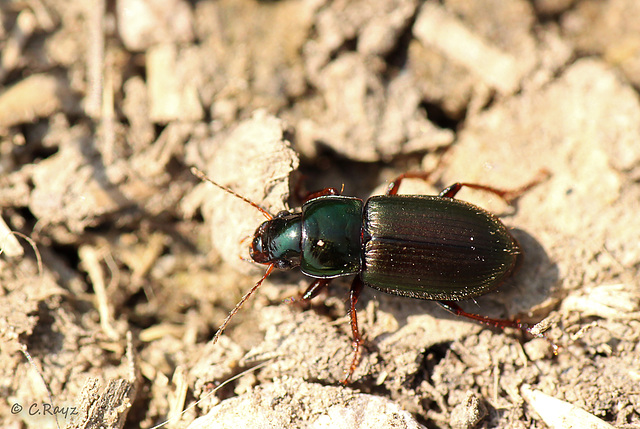 Ground Beetle - Harpalus affinis