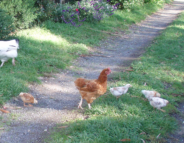 mother bantam and her four chicks