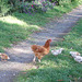 mother bantam and her four chicks