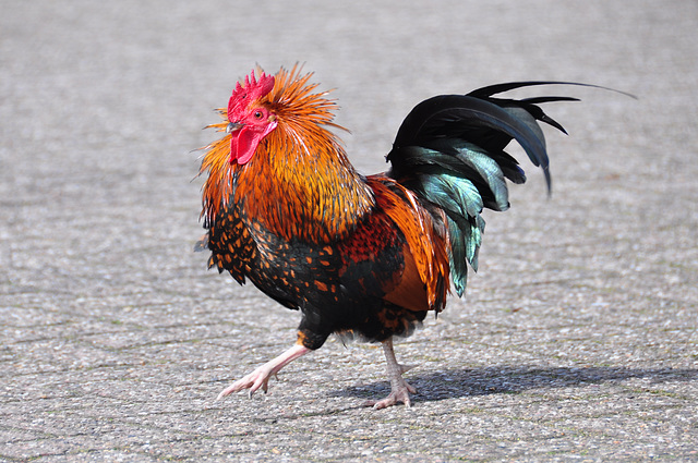 Rooster in the wind