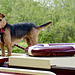 Narrowboat dog