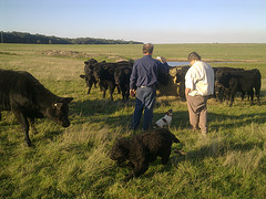 Fonzie meets the heifers