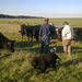 Fonzie meets the heifers