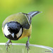 Coaltit looking for mealworms 5818842508 o
