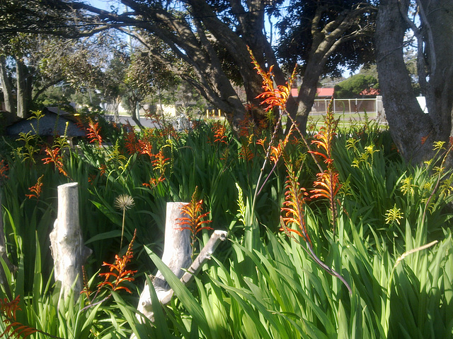 montbretia at Di's in Chelsea