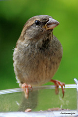 Young sparrow ? at the mealworm tray