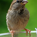 Young sparrow ? at the mealworm tray