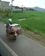 Pigs in Transit