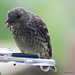 Young Siskin at the hulled  sunflower seeds