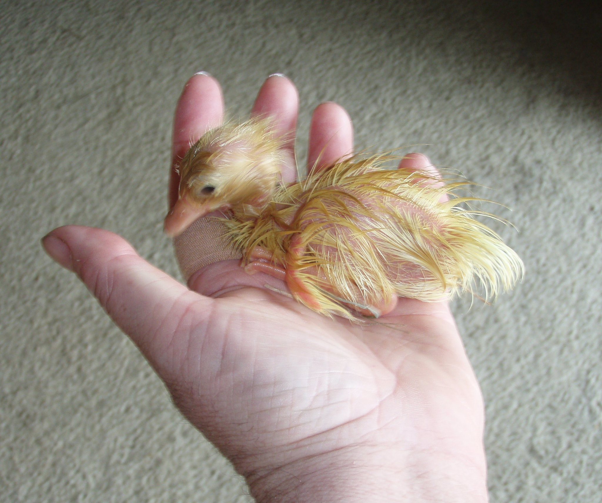 duckling #2, freshly hatched
