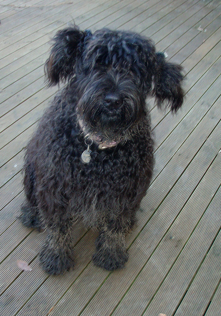 Fonzie with pigtails