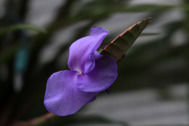 Tillandsia cyanea