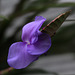 Tillandsia cyanea