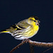 Siskin 5231375552 o