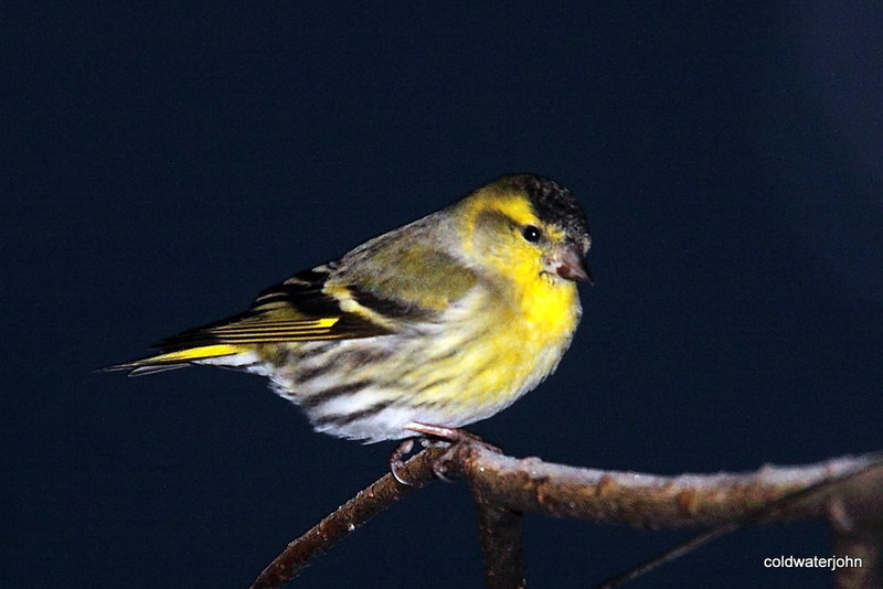 Siskin 5231375552 o