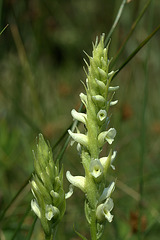 Spiranthes romanzoffiana