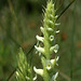 Spiranthes romanzoffiana