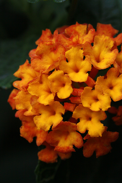 Lantana