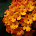 Lantana