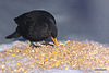 Blackbird 5230783109 o