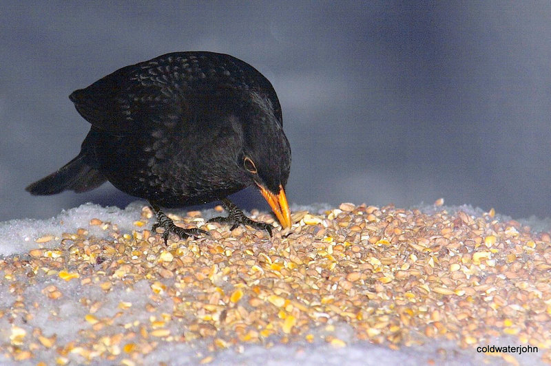 Blackbird 5230783109 o