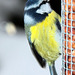 Bluetit 5230783359 o