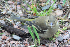 Siskin