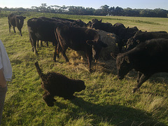 Fonzie meets the heifers