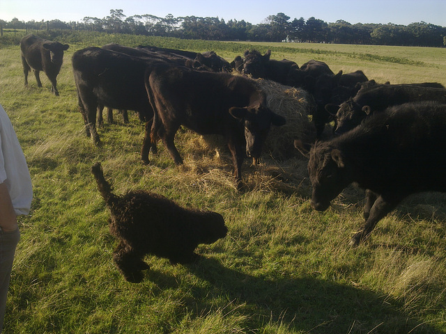 Fonzie meets the heifers