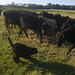 Fonzie meets the heifers