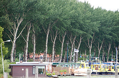 A trip with the steam tug Adelaar: trees along the Vecht