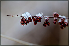 Russet Weed Covered with Snow