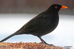 Male Blackbird guarding the live mealworm table