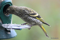 Siskin