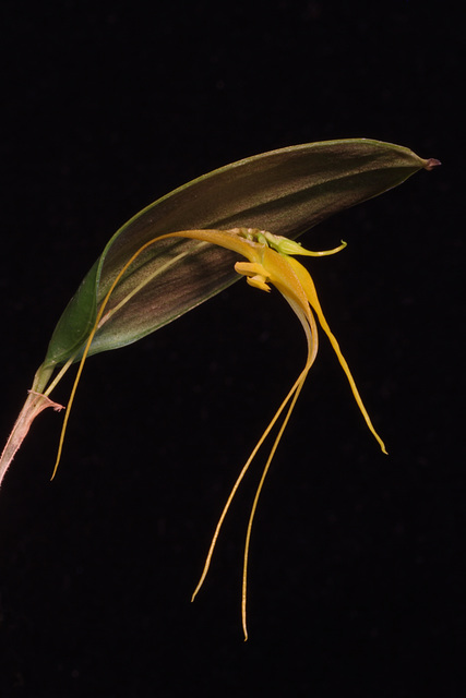 Lepanthes ingridiana