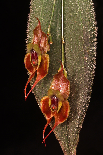 Lepanthes manabina