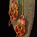 Lepanthes manabina