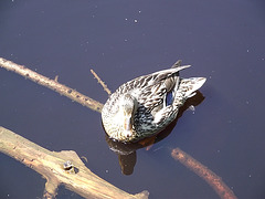 Duck resting on sunken branch