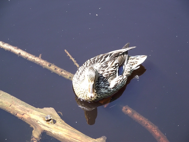 Duck resting on sunken branch