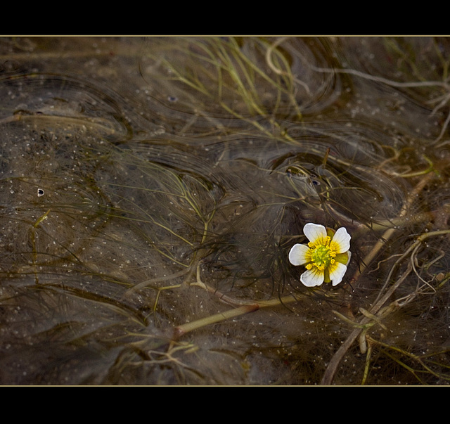 White Water Buttercup: The 162nd Flower of Spring & Summer!