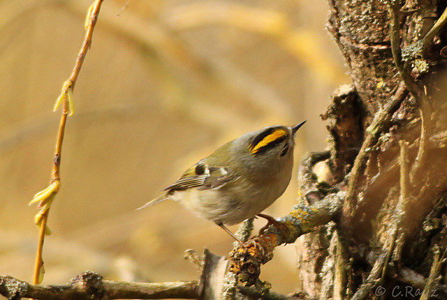 Goldcrest